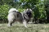 SPITZ LOUP 033